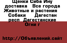 Щенки Сиба Ину доставка - Все города Животные и растения » Собаки   . Дагестан респ.,Дагестанские Огни г.